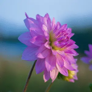 Beautiful pink dahlia flower blooming