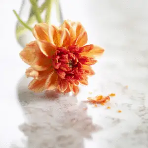 Orange dahlia on marble surface.
