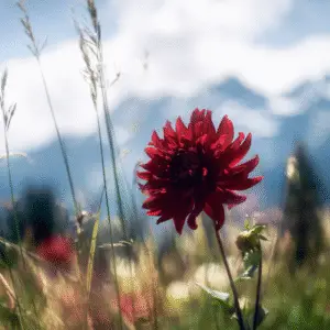 Dahlia