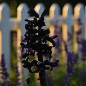 Dark Dimension Hyacinth