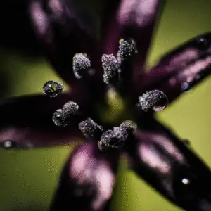 Dark Dimension Hyacinth Flower