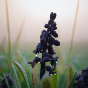 Dark Dimension Hyacinth