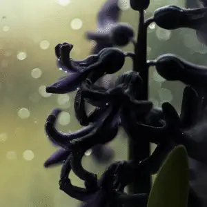Dark Dimension Hyacinth