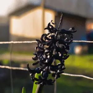 Dark Dimension Hyacinth Flower