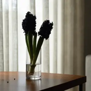 Dark Dimension Hyacinth