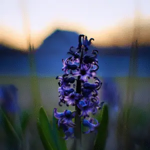Dark Dimension Hyacinth