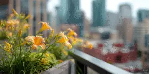 Daylily (13)