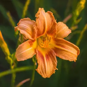 Beautiful orange daylily with dew