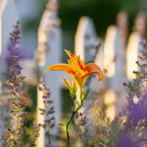 Vibrant orange flower near white fence.