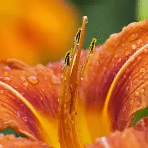 Vibrant orange flower with water droplets