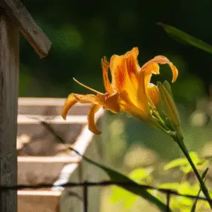 Vibrant orange daylily in sunlight