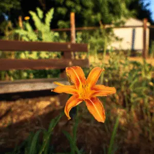 Vibrant orange daylily in garden
