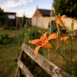 Orange daylily in a garden