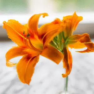 Vibrant orange daylily in bloom