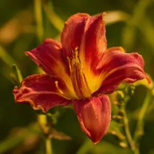 Vibrant red daylily with dew