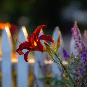 Vibrant red daylily near white fence