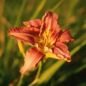 Vibrant orange daylily in sunlight