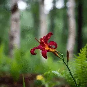 Red daylily blooming in rain