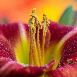 Close-up of vibrant red daylily