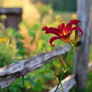 Vibrant red daylily by wooden fence