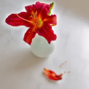 Vibrant red daylily in vase