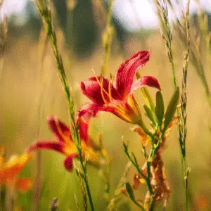 Vibrant red daylily in sunlight.