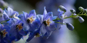 Delphinium elatum (10)