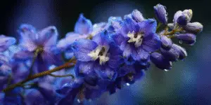 Delphinium elatum Flower