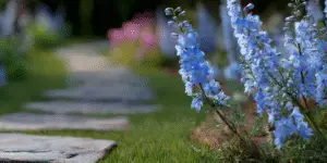 Delphinium elatum (15)