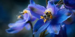 Delphinium elatum Flower