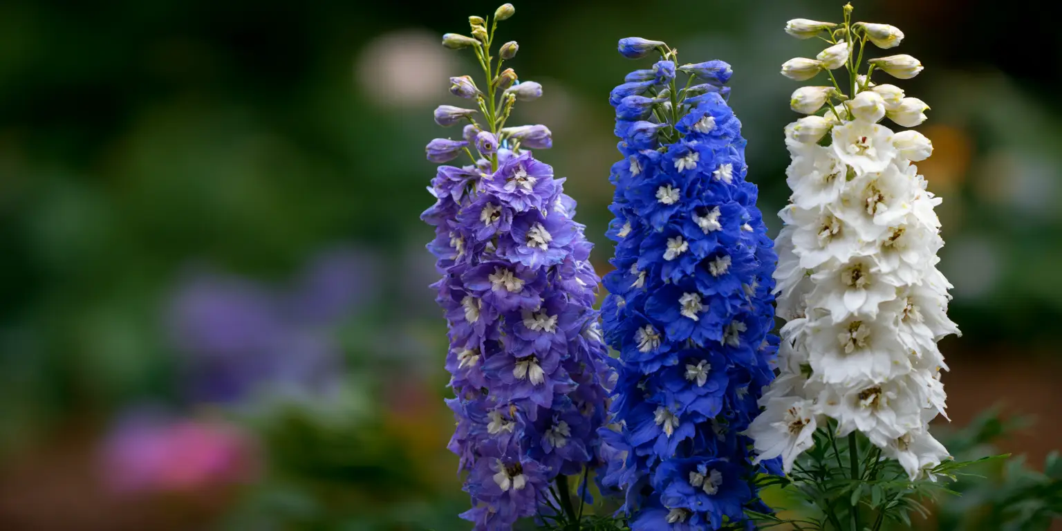 Delphinium elatum Flower