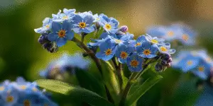 Forget-me-nots cluster sparkling with dew, buds and foliage, backlit.