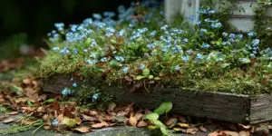 Forget-me-nots spilling from weathered planter with moss and leaves.