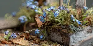 Forget-Me-Not (6)