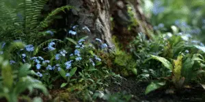 Forget-Me-Not (7)