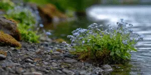 Forget-Me-Not Flowers