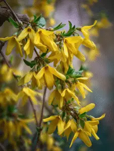 Forsythia (1)