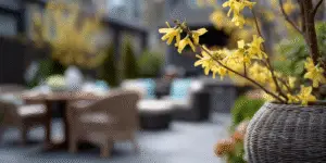 Forsythia