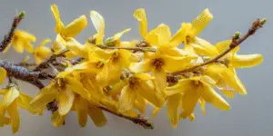 Forsythia flowering spray on branch, studio close-up, yellow petals.