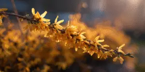 Forsythia branch covered in dewdrops, sunrise backlight, spring.