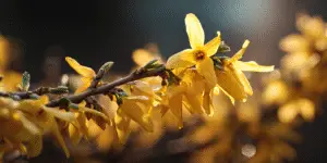 Forsythia (7)