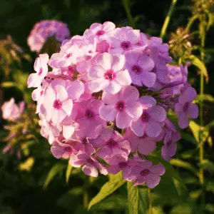 Cluster of pink phlox flowers blooming