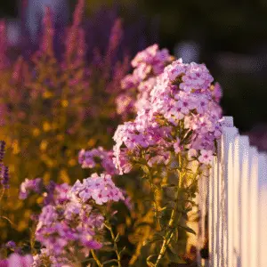 Pink flowers beside a white fence.