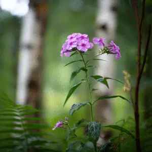 Pink flowers amidst lush greenery.