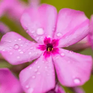 Pink flower with water droplets