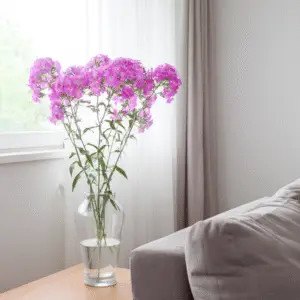 Pink flowers in a vase indoors