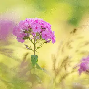Delicate pink flowers in soft background