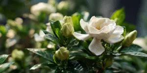 Gardenia single white flower among many buds, close-up.