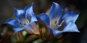 Twin blue gentian blooms, spotted throats, macro close-up.