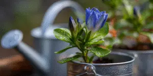 Gentian Flower